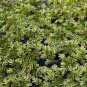 Salvinia Natans FJ