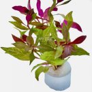 Alternanthera Rosanervig FJ