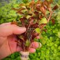 Ludwigia Red Skeleton FJ