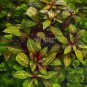 Ludwigia Red Skeleton FJ