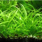 Helanthium Tenellum (Dwarf Chain Sword) FJ