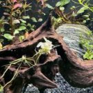 Anubias White Platinum Petite FJ