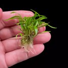 Cryptocoryne Lucens FJ