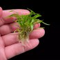 Cryptocoryne Lucens FJ