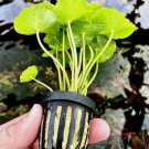 Hydrocotyle Verticillata (Umbrella Pennywort) FJ