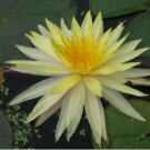 Nymphaea Yellow Bangpra Water Lily Pond FJ