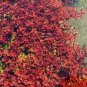 Rotala Mini Butterfly FJ