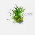 Cryptocoryne Parva Mini FJ