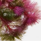 Cabomba Piauhyensis Purple Cabomba FJ