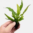 Java Fern Red FJ