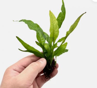 Java Fern Red FJ