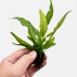 Java Fern Red FJ