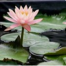 Nymphaea Colorado | Water Lily Pond FJ