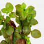 Ludwigia Ovalis FJ