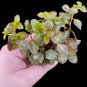 Ludwigia Ovalis FJ