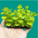 Bacopa Lanigera FJ