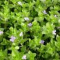 Bacopa Lanigera FJ