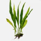 Java Fern Black Forest FJ
