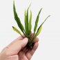 Java Fern Black Forest FJ