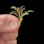 Bucephalandra Phantom Mini FJ