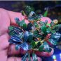 Bucephalandra Phantom Mini FJ