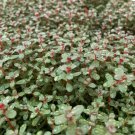 Rotala Super Red Mini FJ