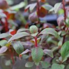 Alternanthera Red Broad Leaf FJ