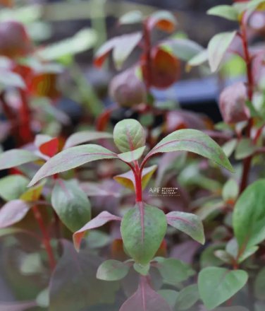 Alternanthera Red Broad Leaf FJ