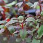 Alternanthera Red Broad Leaf FJ