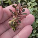 Bucephalandra Brownie Red Coin FJ