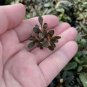 Bucephalandra Brownie Red Coin FJ
