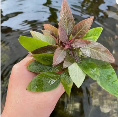 Hygrophila 'Compact' FJ