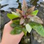 Hygrophila 'Compact' FJ