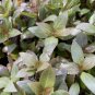 Hygrophila 'Compact' FJ