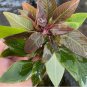 Hygrophila 'Compact' FJ
