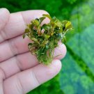 Bucephalandra Sanggau Green Jade FJ