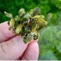 Bucephalandra Sanggau Green Jade FJ