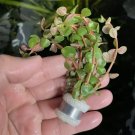 Rotala Rotundifolia 'Orange Juice' FJ