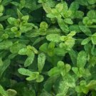 Bacopa Monnieri Variegated FJ