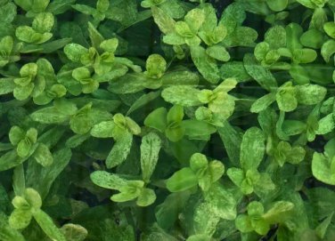 Bacopa Monnieri Variegated FJ