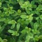 Bacopa Monnieri Variegated FJ