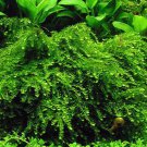 Weeping Moss | Vesicularia Ferriei FJ