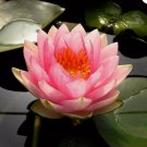 Nymphaea Madame | Water Lily Pond FJ