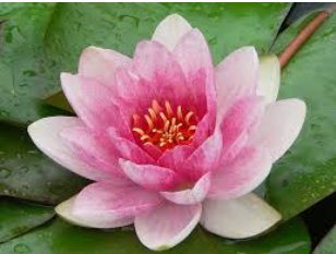 Nymphaea Ploydaeng FJ