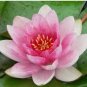 Nymphaea Ploydaeng FJ