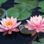 Nymphaea Ploydaeng FJ