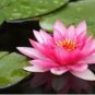 Nymphaea Ploydaeng FJ