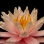 Nymphaea Myra | Water Lily Pond FJ