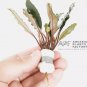 Bucephalandra Achilles Black FJ