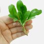 Water Mini Lettuce Samolus Valerandi FJ